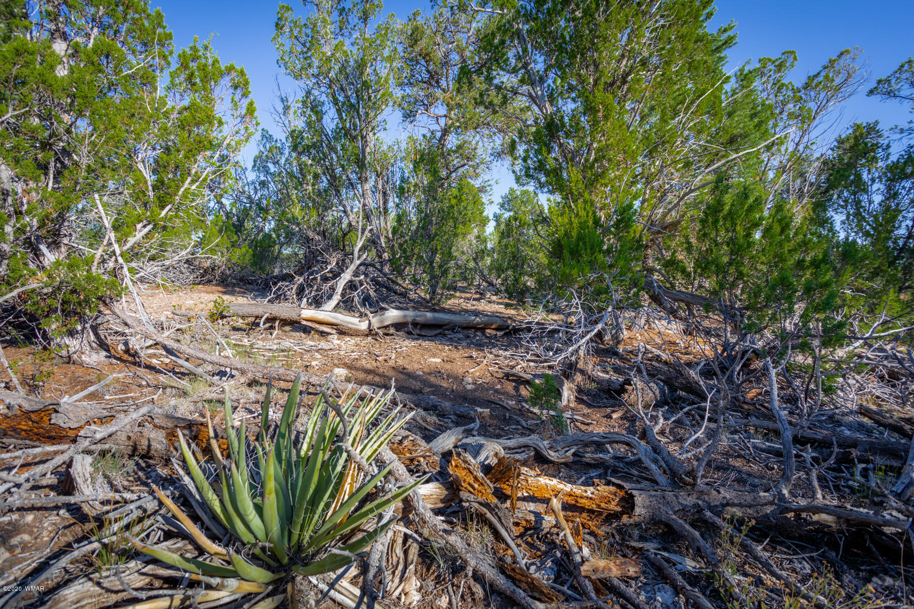 Corner Of Corner Of Hill Road Heber, AZ 85928 - Photo 6 of 29