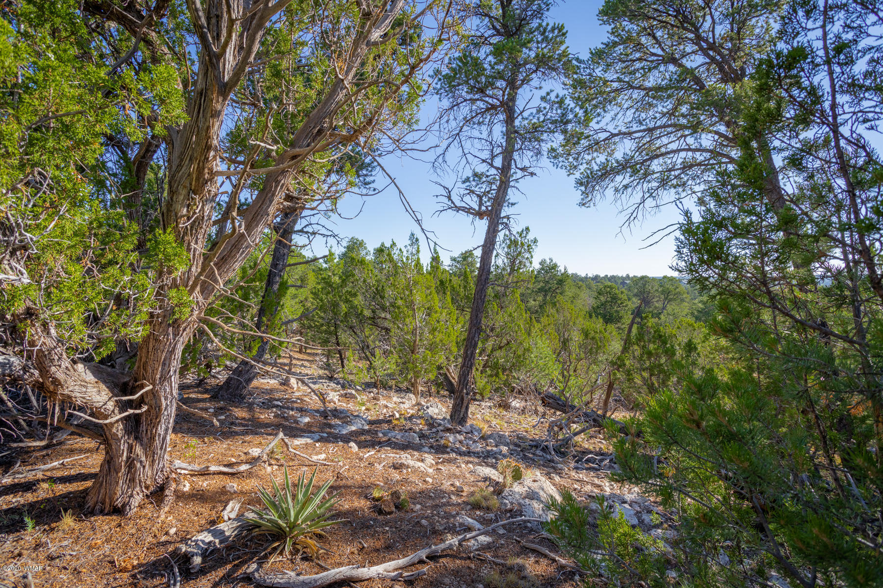 Corner Of Corner Of Hill Road Heber, AZ 85928 - Photo 7 of 29