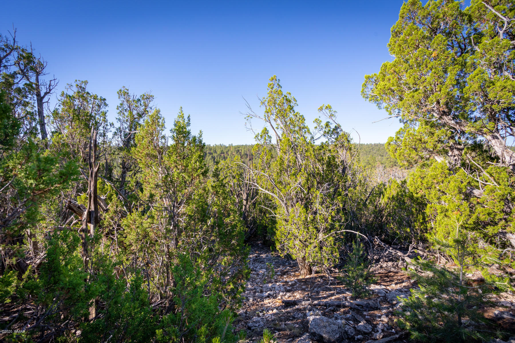 Corner Of Corner Of Hill Road Heber, AZ 85928 - Photo 8 of 29