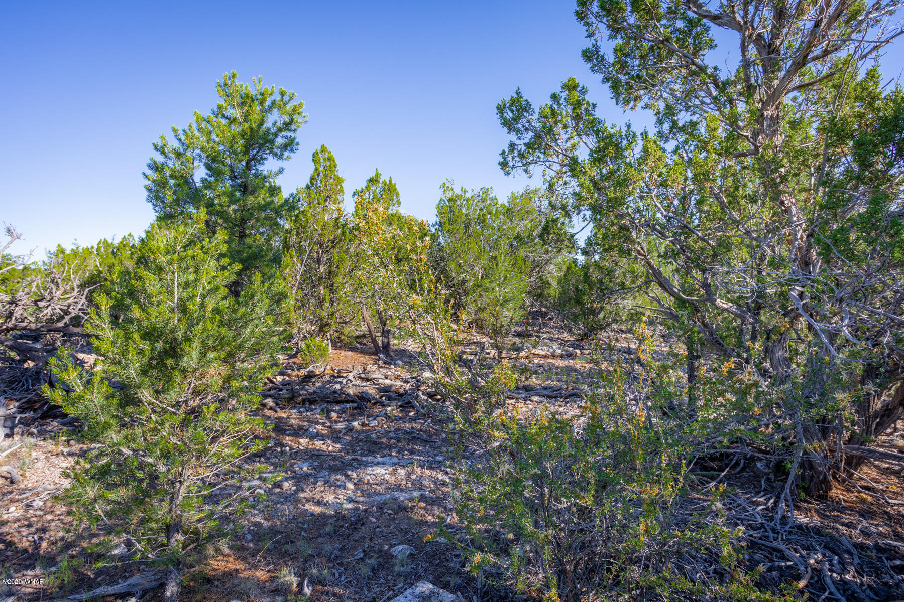 Corner Of Corner Of Hill Road Heber, AZ 85928 - Photo 9 of 29