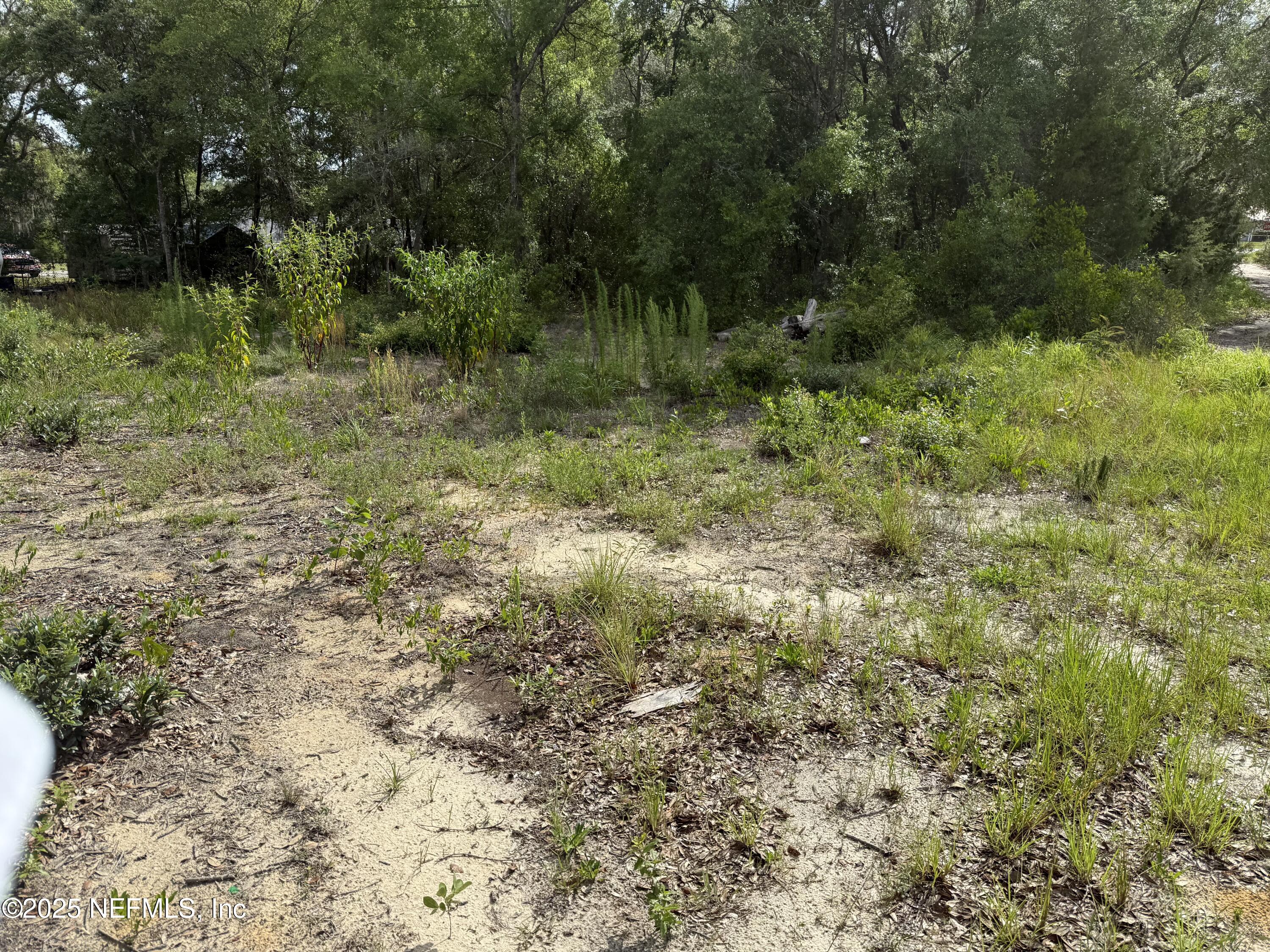 333 2nd Way Interlachen, FL 32148 - Photo 4 of 13 a view of a lush green forest with large trees