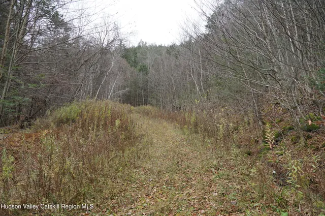 a view of a forest that has a tree