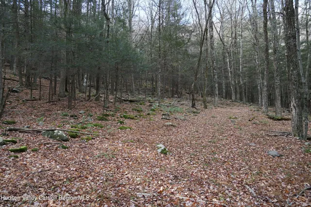 a view of a forest with trees in the background