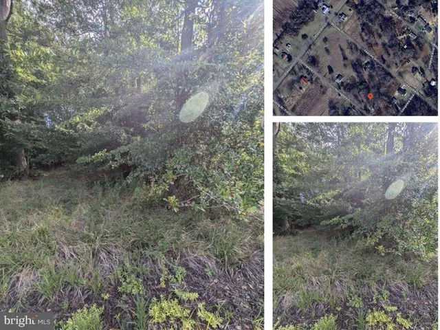 a view of a lush green space