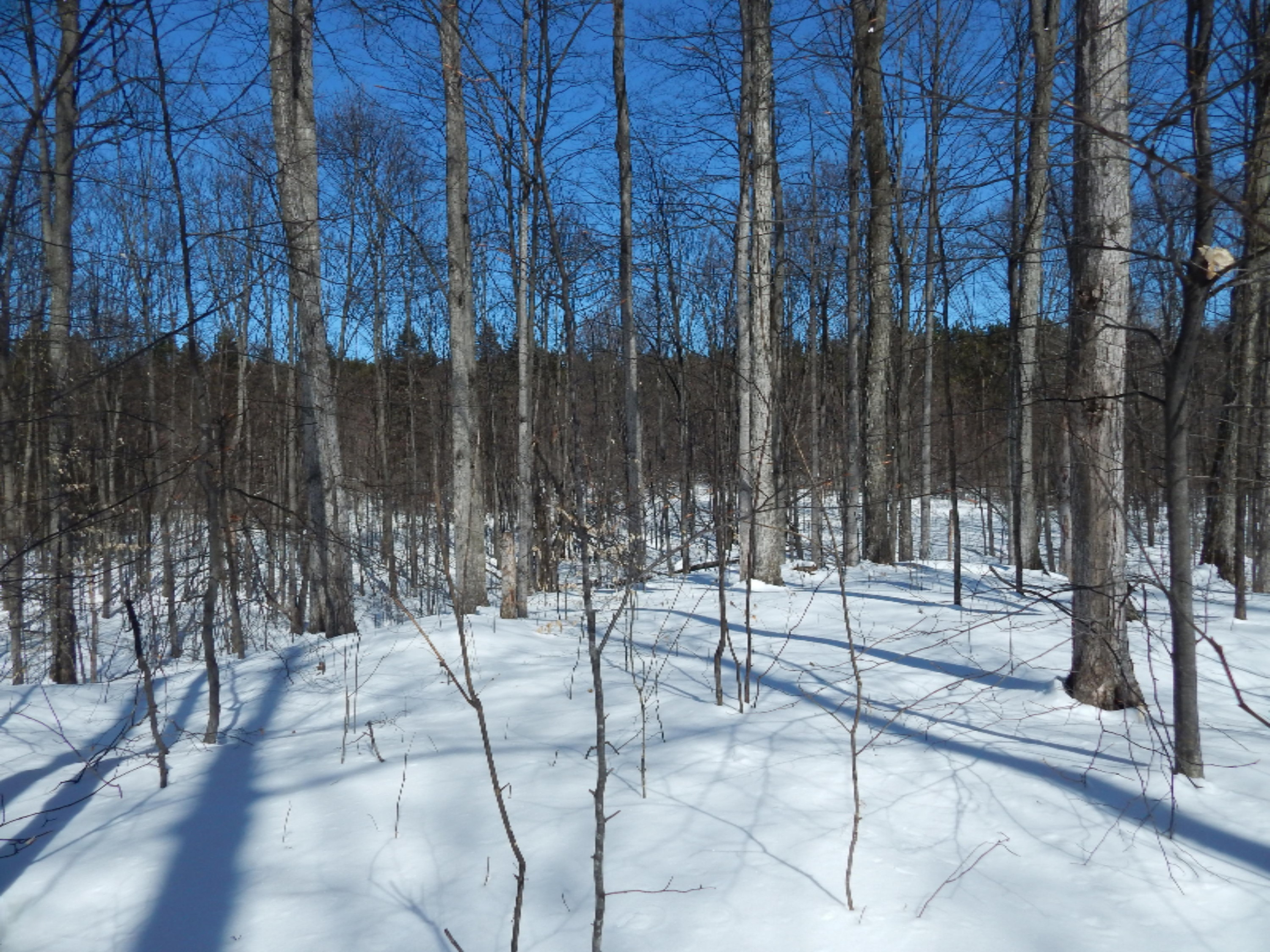 Taylor Road Bear Lake, MI 49614 - Photo 2 of 10 Taylor Rd 3.5 acres