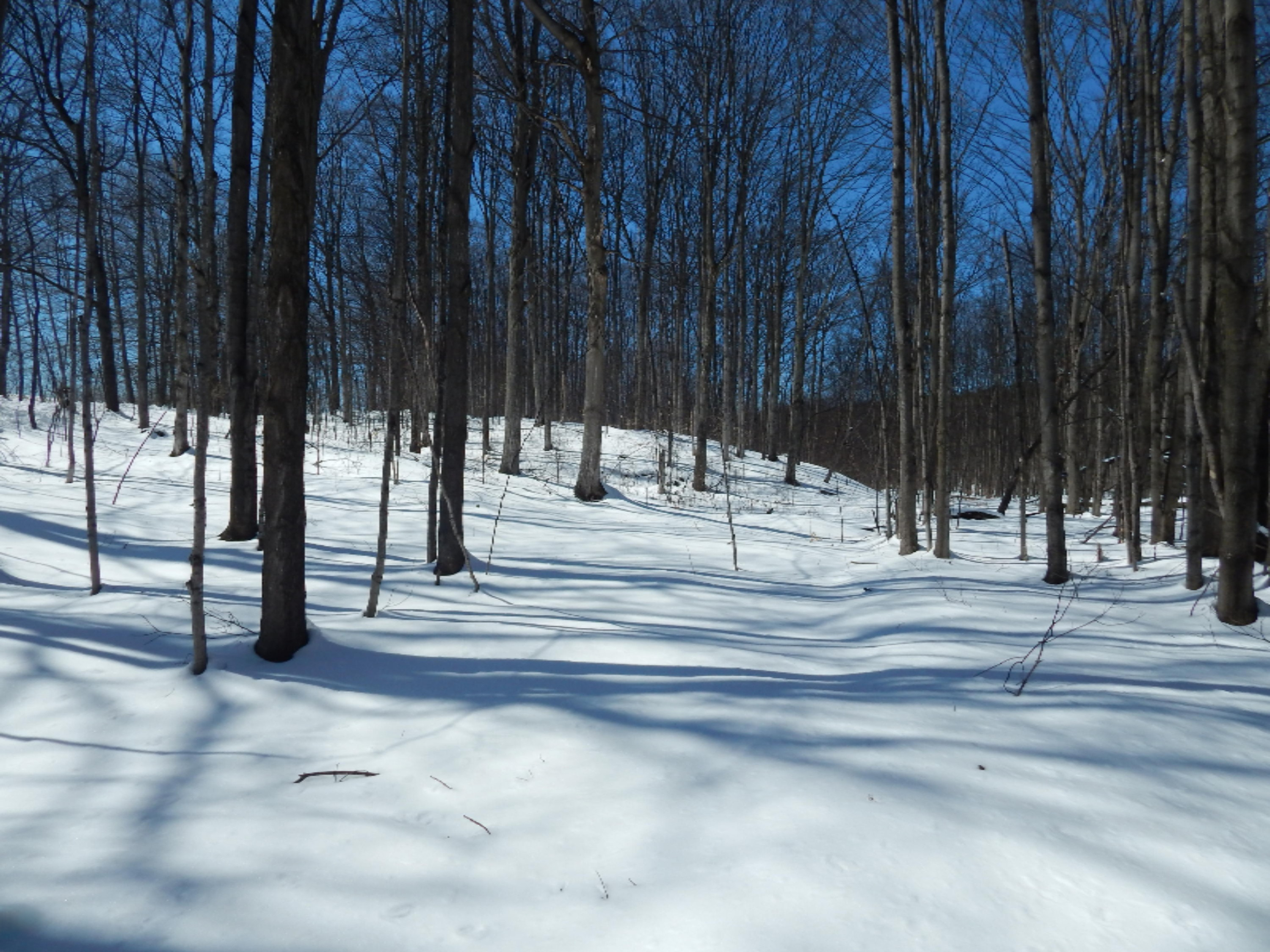 Taylor Road Bear Lake, MI 49614 - Photo 6 of 10 Taylor Rd 3.5 acres 004