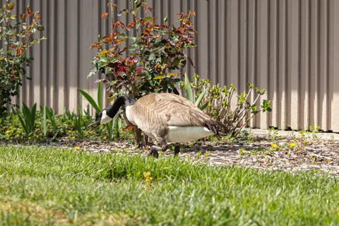 $380,000 | 225 Mt Hermon Road, Unit 54, Scotts Valley, CA 95066