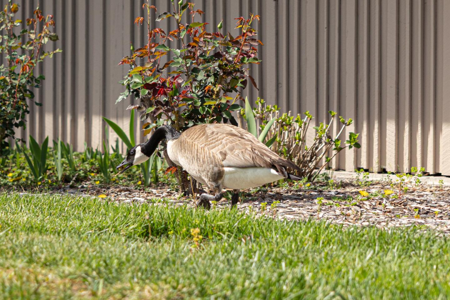 225 Mt Hermon Road, Unit 54 Scotts Valley, CA 95066 - Photo 29 of 35