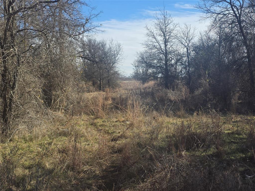 30 Oasis Court Perrin, TX 76486 - Photo 8 of 15 a view of a forest with lots of trees