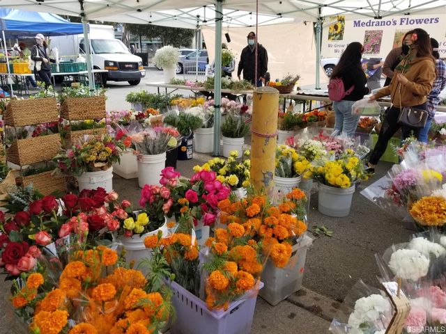 a view of a park with large trees