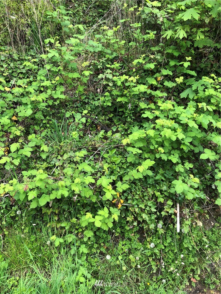 12626 Hubbard Road Southeast Rainier, WA 98576 - Photo 1 of 1 Gallery Image 1