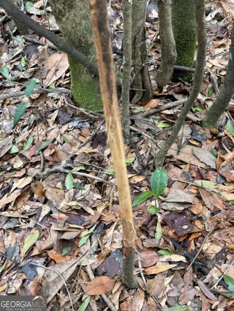 $1,115,220 | 0 Eagle Pond / Old Smithville Road, Smithville, GA 31787