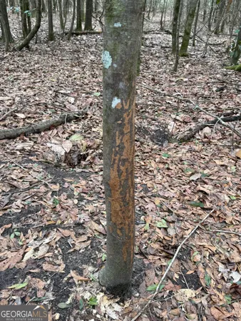 $1,115,220 | 0 Eagle Pond / Old Smithville Road, Smithville, GA 31787