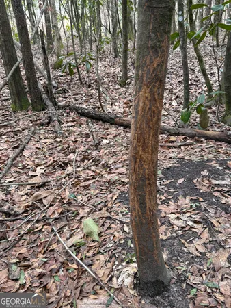 $1,115,220 | 0 Eagle Pond / Old Smithville Road, Smithville, GA 31787