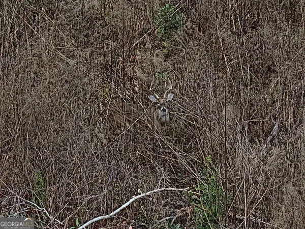 $1,115,220 | 0 Eagle Pond / Old Smithville Road, Smithville, GA 31787