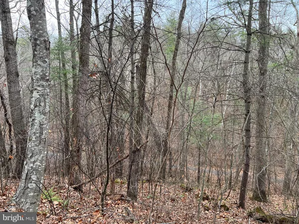 a view of forest