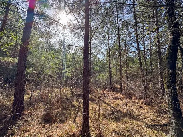 a view of a forest with trees