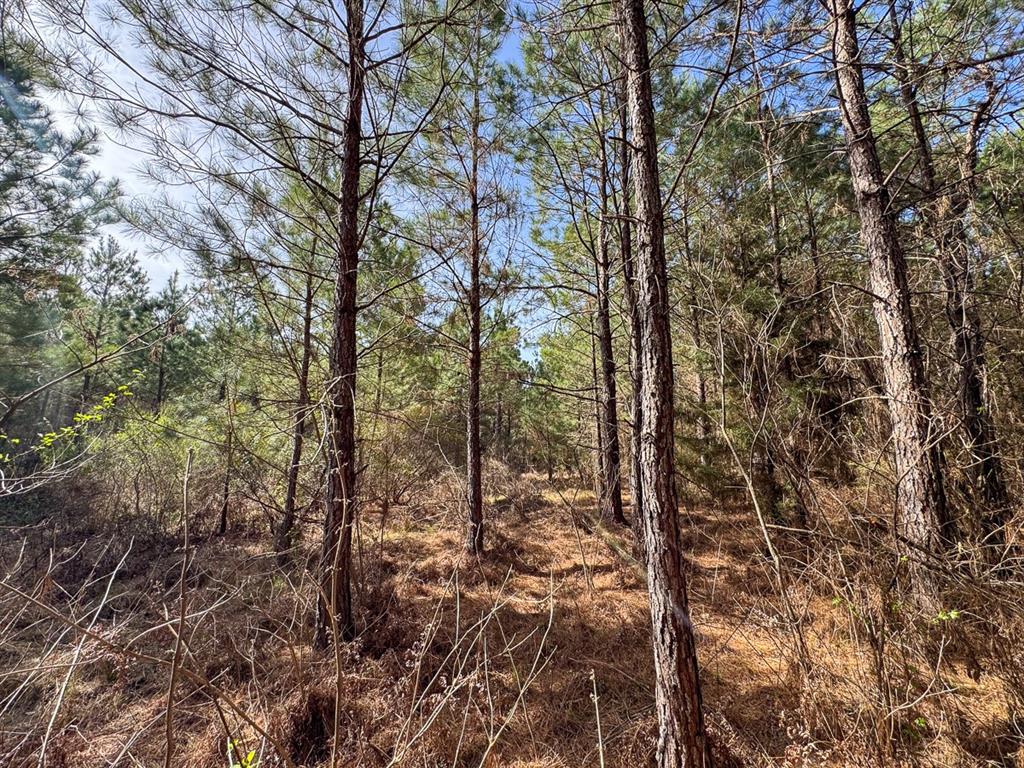 3 La 168 Rodessa La Rodessa, LA 71069 - Photo 12 of 23 a view of a forest with trees