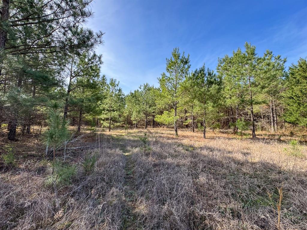 3 La 168 Rodessa La Rodessa, LA 71069 - Photo 13 of 23 a view of a yard with a tree