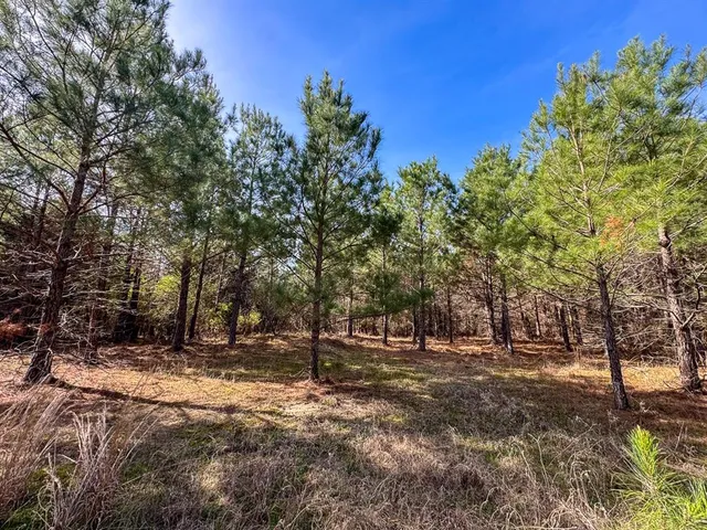 a view of dirt yard with a tree