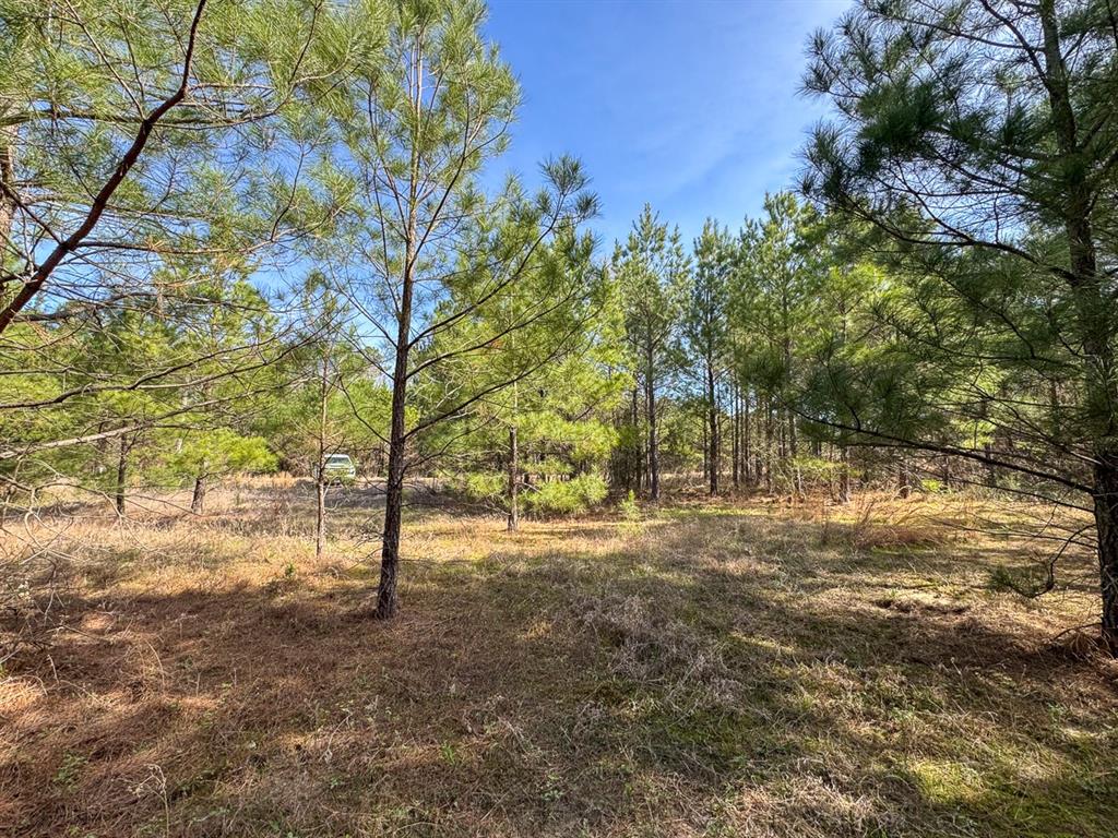 3 La 168 Rodessa La Rodessa, LA 71069 - Photo 17 of 23 a view of dirt yard with a tree