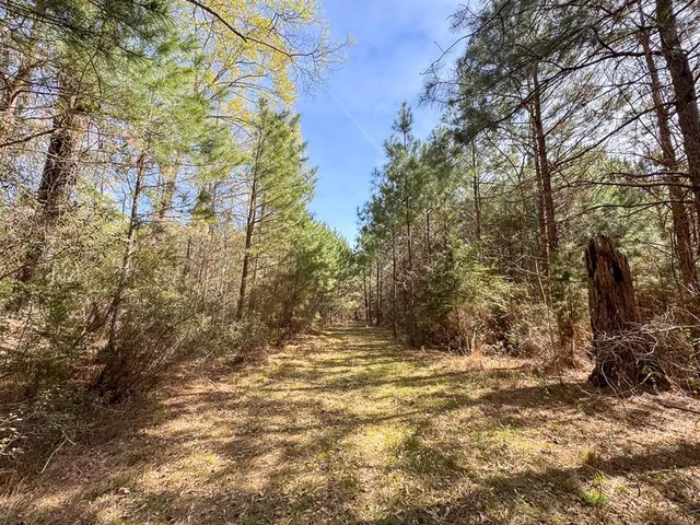a view of a yard with plants and trees