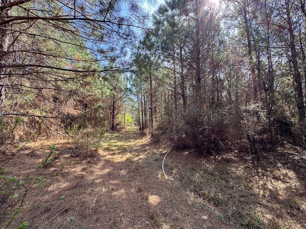 3 La 168 Rodessa La Rodessa, LA 71069 - Photo 21 of 23 a view of a yard with plants and trees