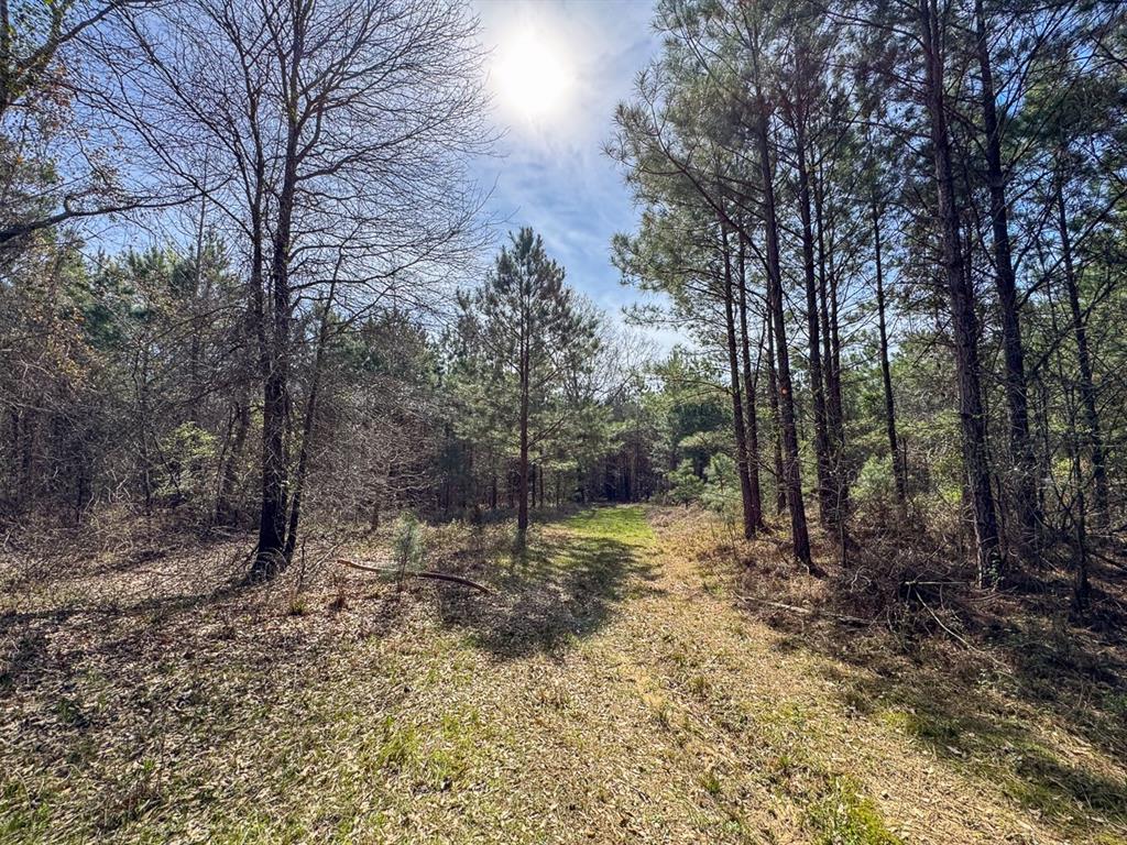 3 La 168 Rodessa La Rodessa, LA 71069 - Photo 22 of 23 a view of a yard with trees