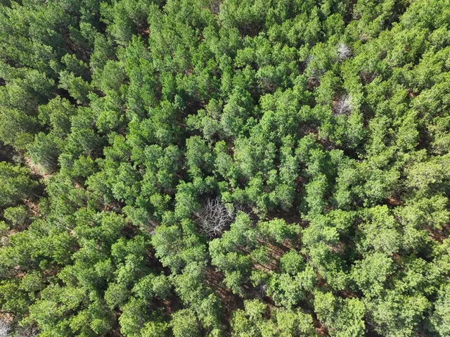 a view of a lush green forest