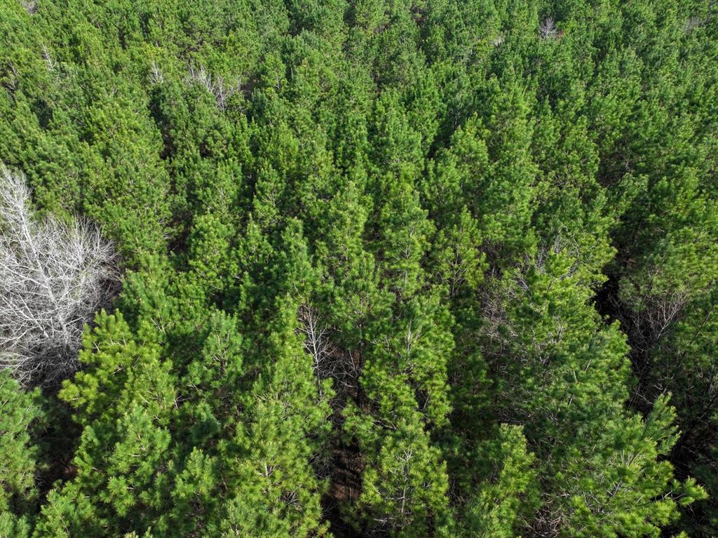 3 La 168 Rodessa La Rodessa, LA 71069 - Photo 6 of 23 a view of a lush green forest