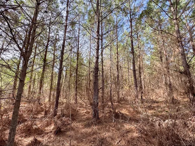 a view of a forest with trees in the background