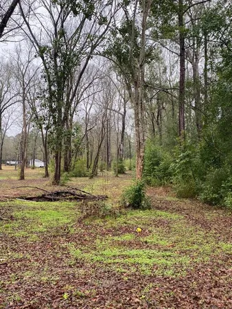 a view of a yard with plants and trees