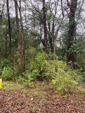 a view of a garden with plants and trees