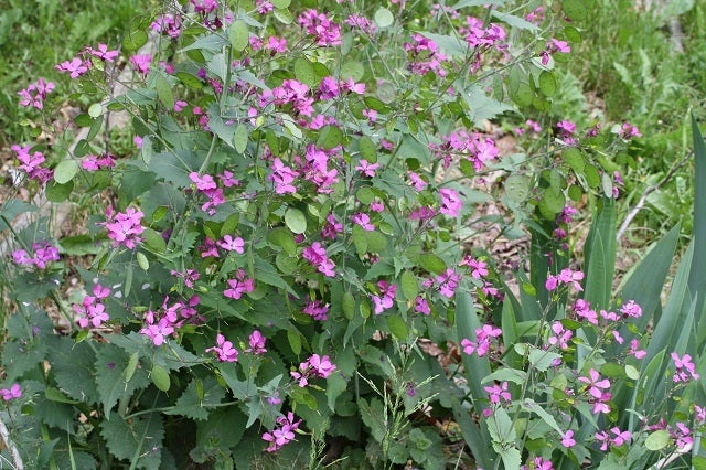 141 Shady Grove Road Rupert, WV 25984 - Photo 23 of 26 Flowers
