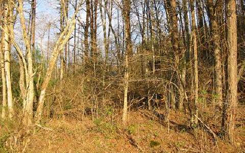 Lot 3 Hawks Claw Road Morganton, GA 30560 - Photo 1 of 1 Main View