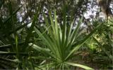 Lot 4 Beach Walker Road Fernandina Beach, FL 32034 - Photo 13 of 13 Gallery Image 13