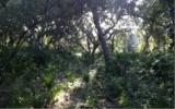 Lot 4 Beach Walker Road Fernandina Beach, FL 32034 - Photo 2 of 13 Gallery Image 2