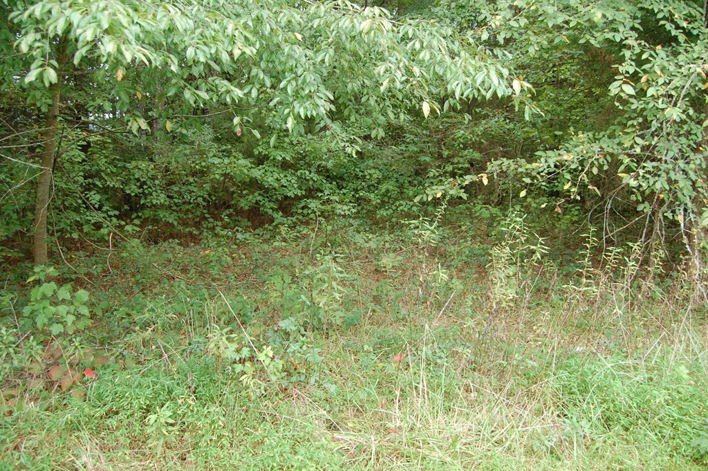 289 Dogwood Circle Decatur, TN 37322 - Photo 42 of 42 a view of a lush green field