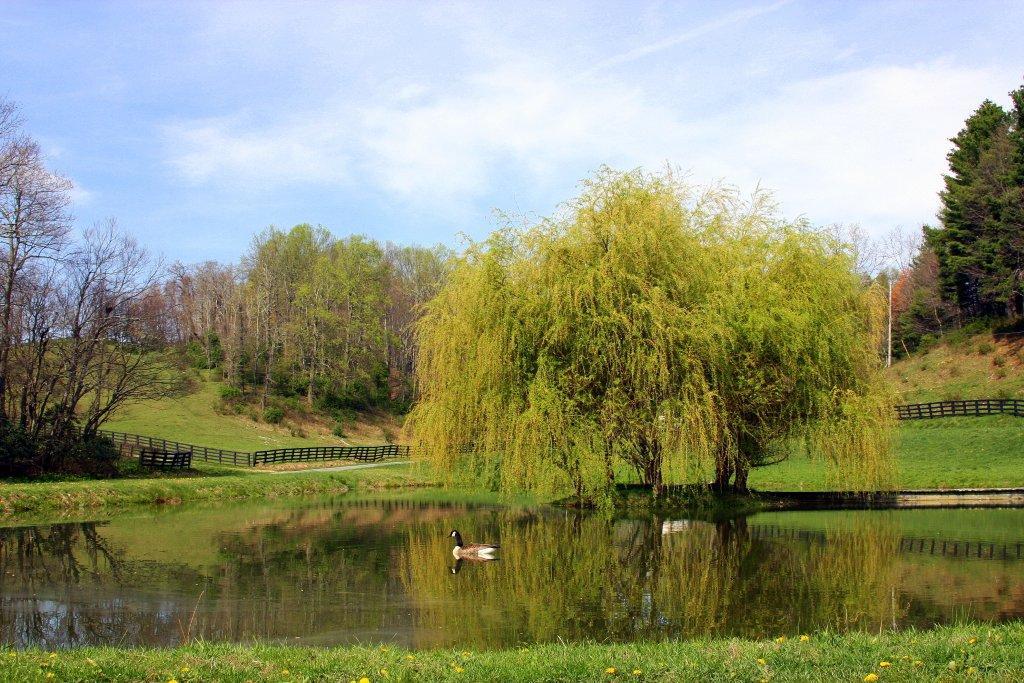 18212 Callaway Road Callaway, VA 24067 - Photo 5 of 5 a view of lake with green space