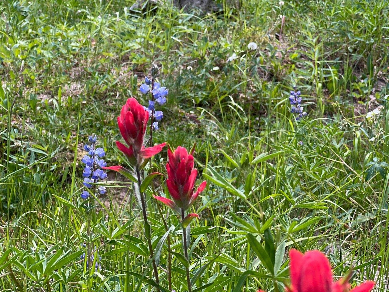 10000 Forest Road, Unit 169 Red Feather Lakes, CO 80545 - Photo 18 of 31 Beautiful Spring flowers in Moose Haven!