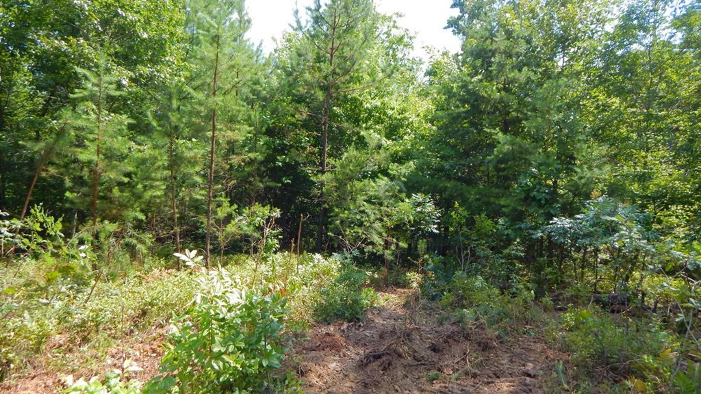 14.89-ac Hot House Road Murphy, NC 28906 - Photo 12 of 19