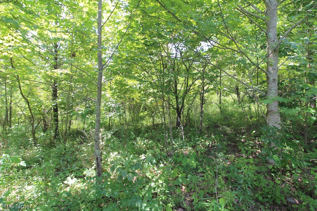 Union Hill Road Blue Rock, OH 43720 - Photo 10 of 35
