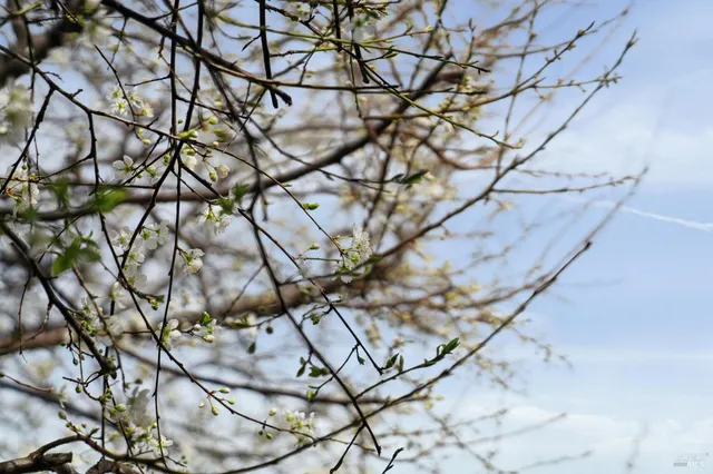 $1,895,000 | 247 Chapman Drive, Corte Madera, CA 94925