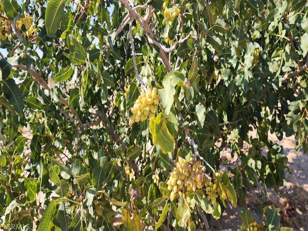 44624 Demmiel Road Newberry Springs, CA 92365 - Photo 4 of 10