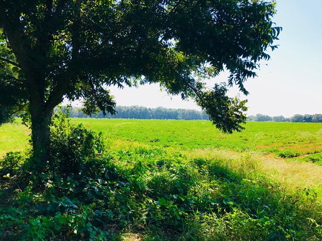 44 Dale Co Road Headland, AL 36345 - Photo 1 of 1