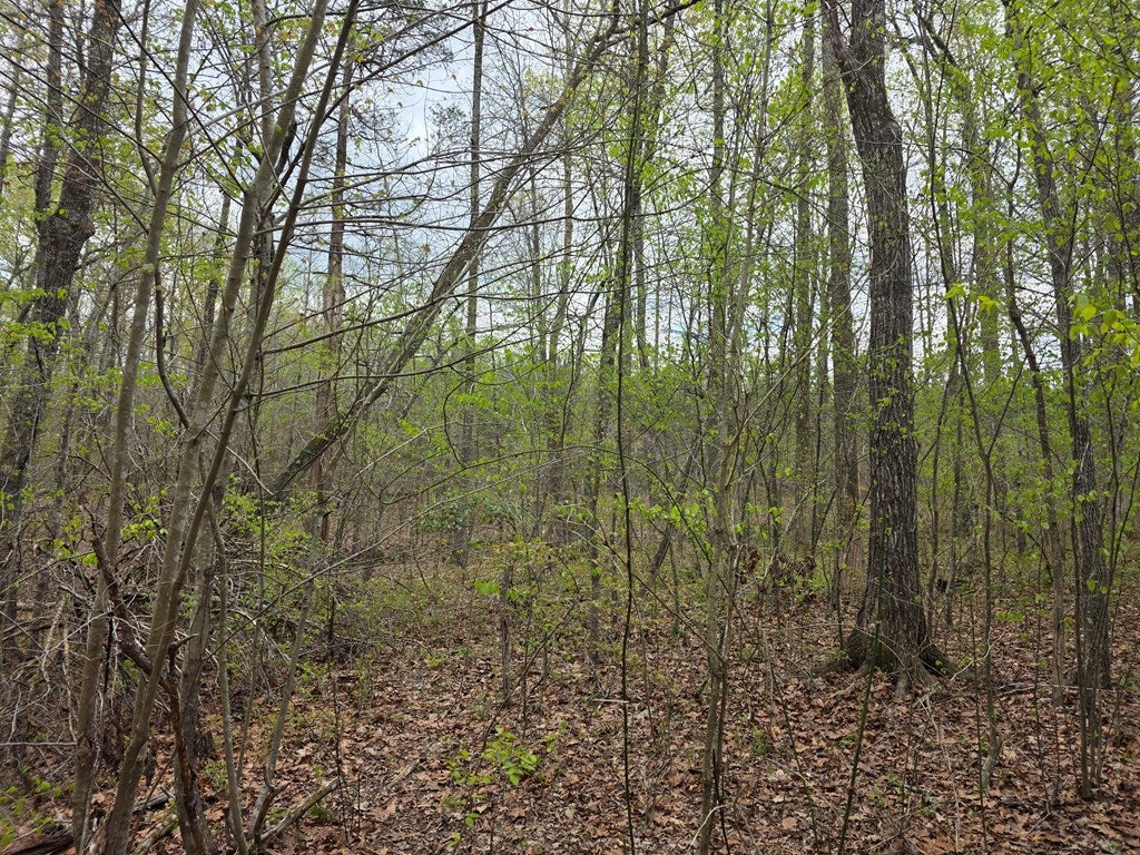 Spring Grove Road Spout Spring, VA 24593 - Photo 6 of 9 Gallery Image 6
