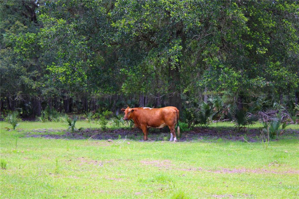 1676 Sunset Trail Geneva, FL 32732 - Photo 21 of 22 a view of an outdoor space and yard