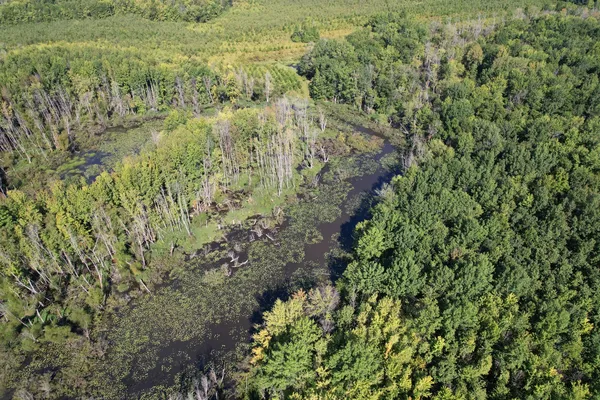 a view of a forest with a tree