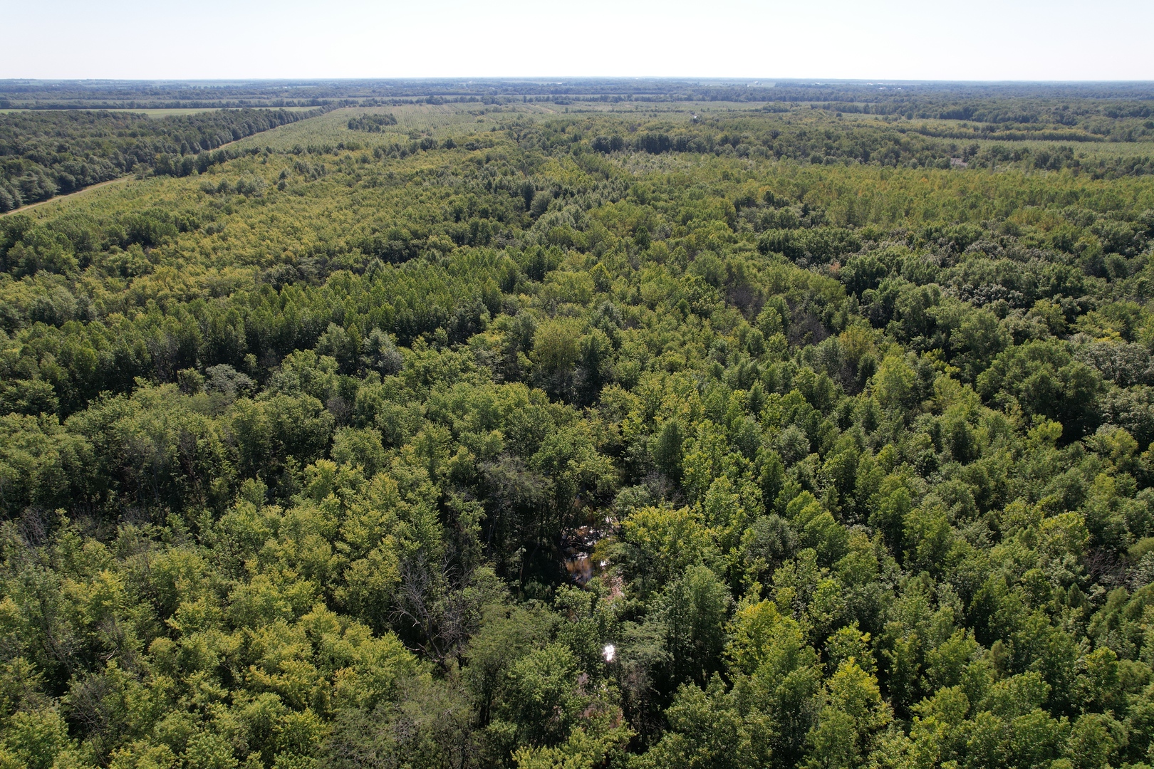 Tract 3 Mayflower Road Clay City, IL 62824 - Photo 13 of 28 a view of a lush green forest with trees and some houses