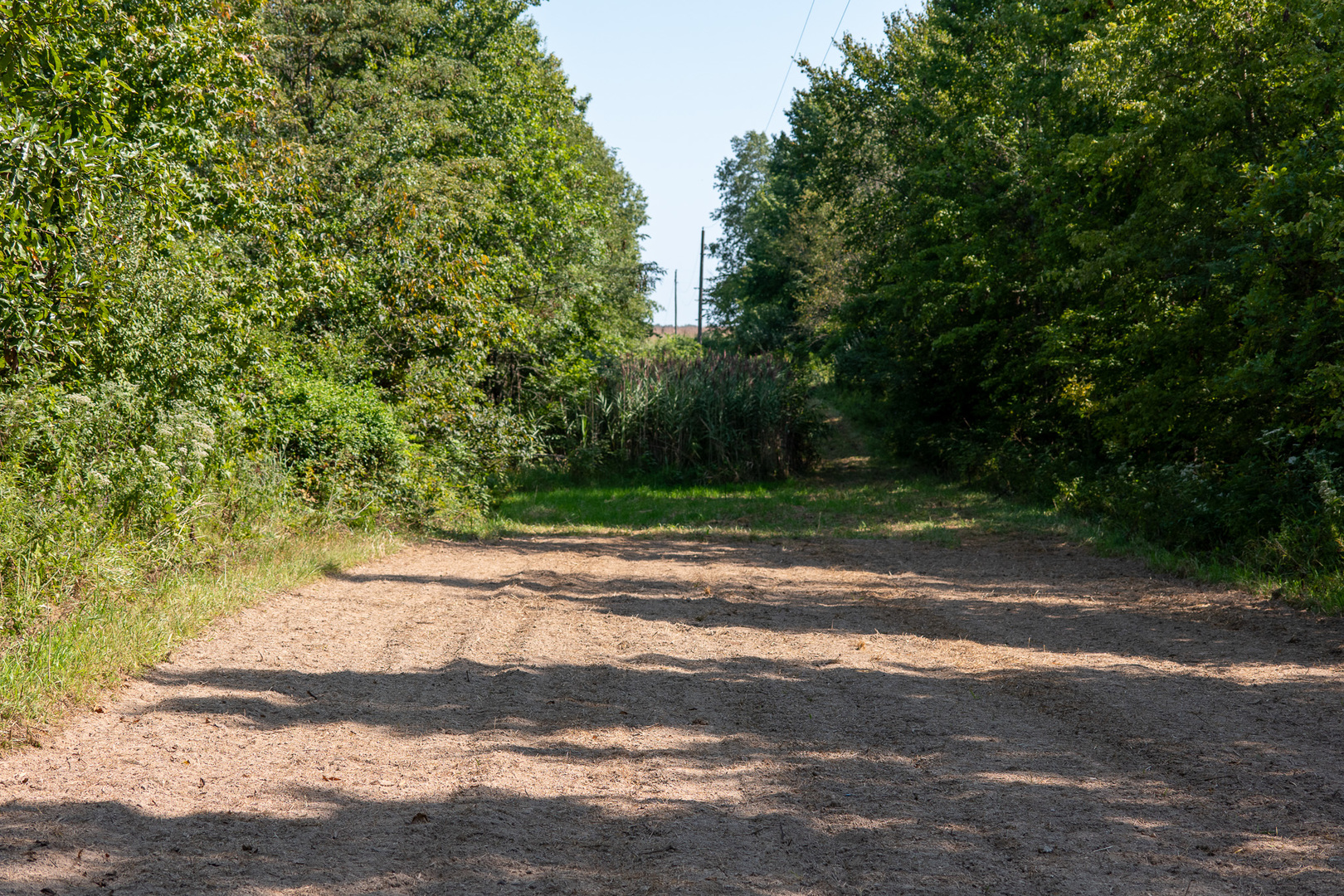 Tract 3 Mayflower Road Clay City, IL 62824 - Photo 20 of 28 a view of a yard with a trees